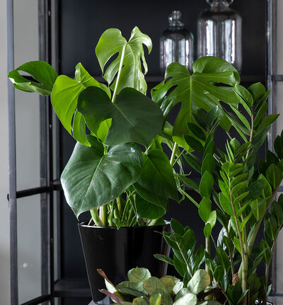 Monstera 12Ø Monstera 12Ø